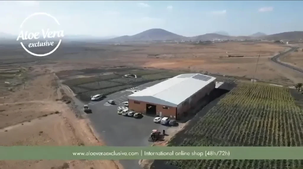 Aloe vera: cultivo, fábrica y ventas activas