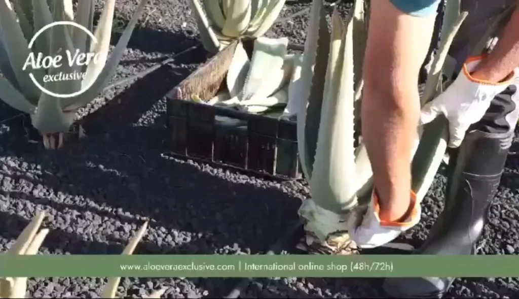 Aloe vera: cultivo, fábrica y ventas activas 3